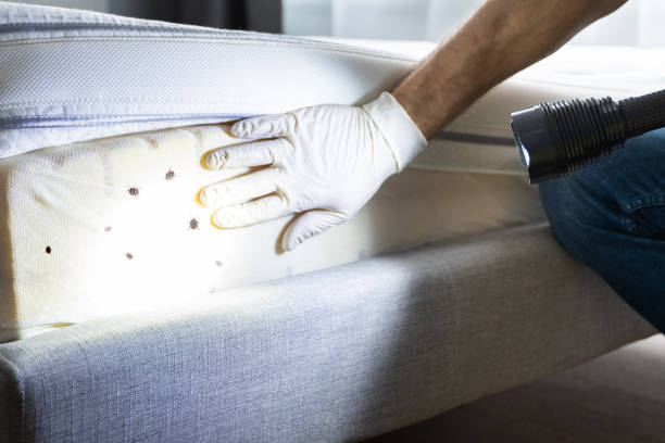 Best Exterminator Services  in Bellevue, ID