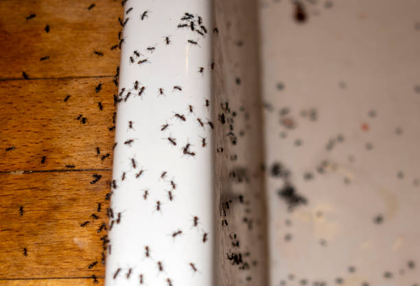 Best Spider Control Near Me  in Bellevue, ID