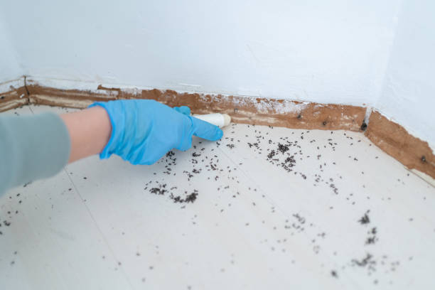 Professional Pest Control in Bellevue, ID